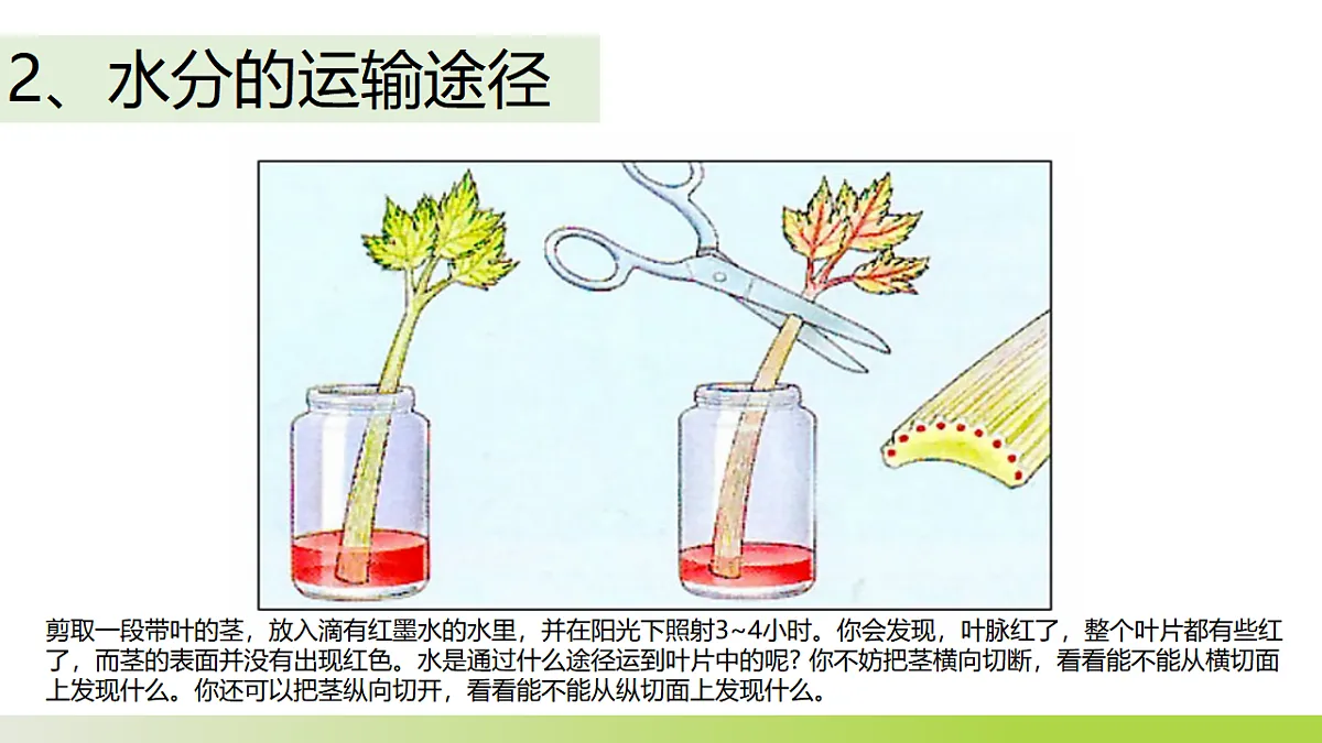 人教版 初中生物 七年级下册 -《水的利用与散失》课件第5页