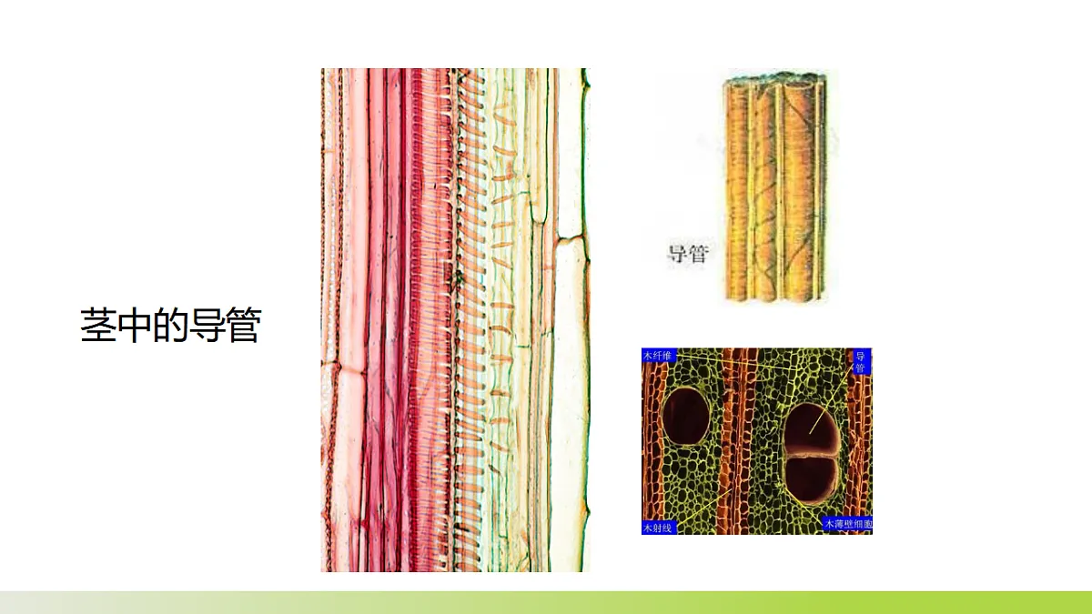 人教版 初中生物 七年级下册 -《水的利用与散失》课件第6页