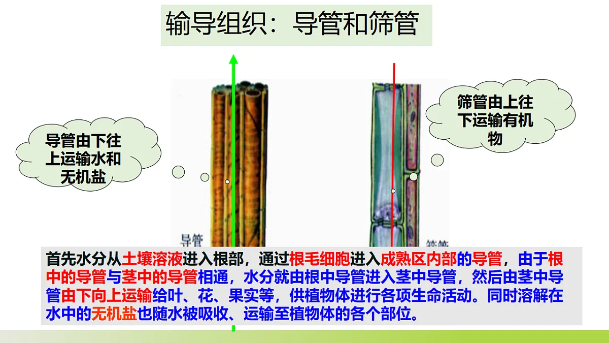 人教版 初中生物 七年级下册 -《水的利用与散失》课件第7页