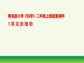 1.常见的植物（表格式教案+课件）青岛版（63制）二年级科学上册