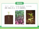 2.植物与土壤（表格式教案+课件）青岛版（63制）二年级科学上册