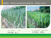 4.植物与水（表格式教案+课件）青岛版（63制）二年级科学上册