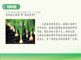 5.种大蒜（表格式教案+课件）青岛版（63制）二年级科学上册