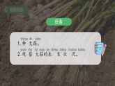 5.种大蒜（表格式教案+课件）青岛版（63制）二年级科学上册