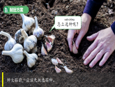 5.种大蒜（表格式教案+课件）青岛版（63制）二年级科学上册