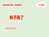 7. 柿子熟了（表格式教案+课件）青岛版（63制）二年级科学上册