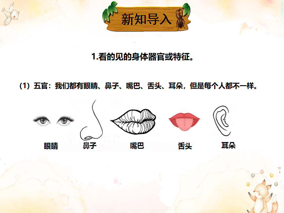 2.1《观察我们的身体》课件第8页