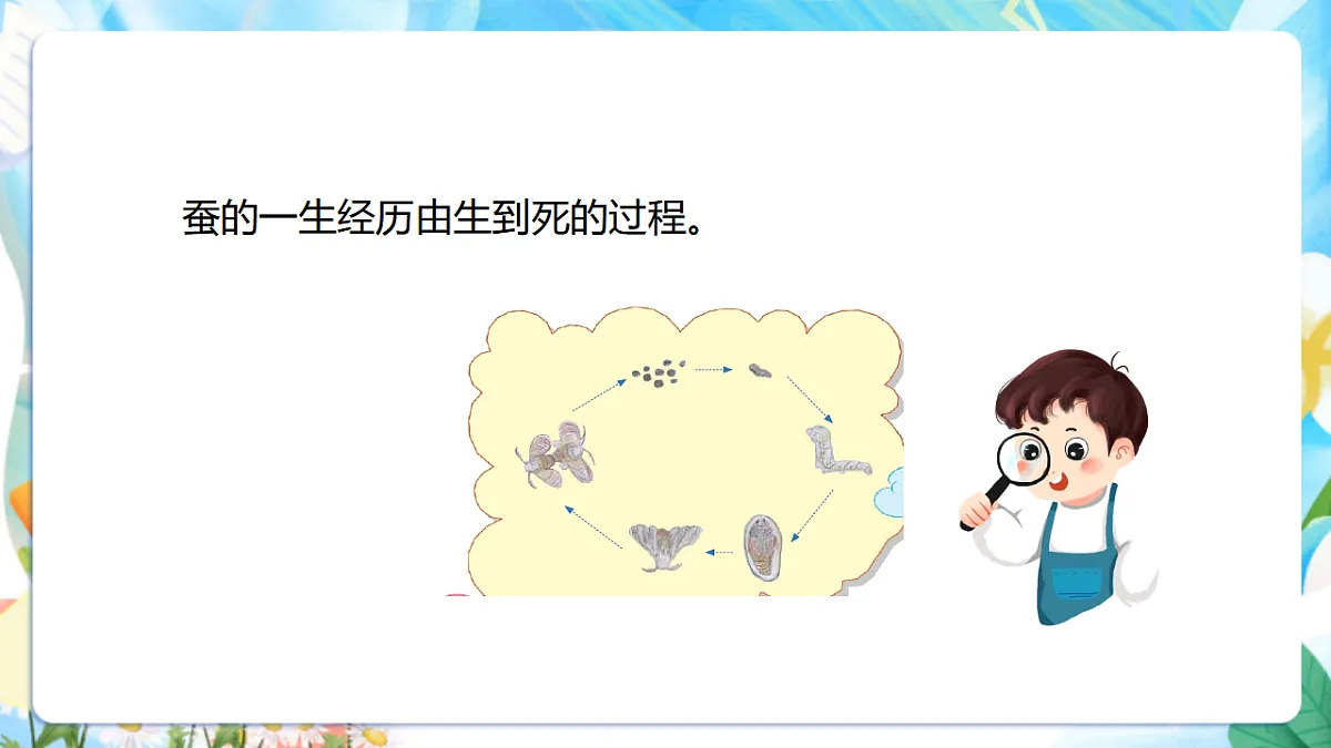 苏教版（2024）科学四下3.10《养昆虫》 课件第6页