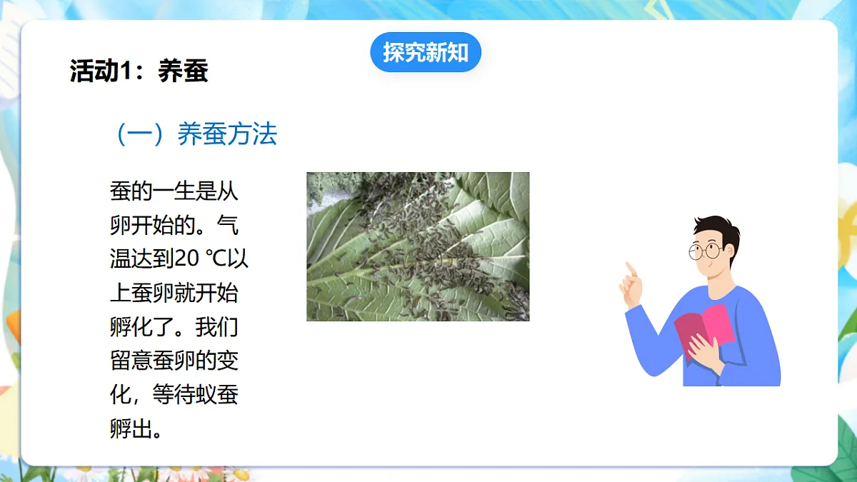 苏教版（2024）科学四下3.10《养昆虫》 课件第8页