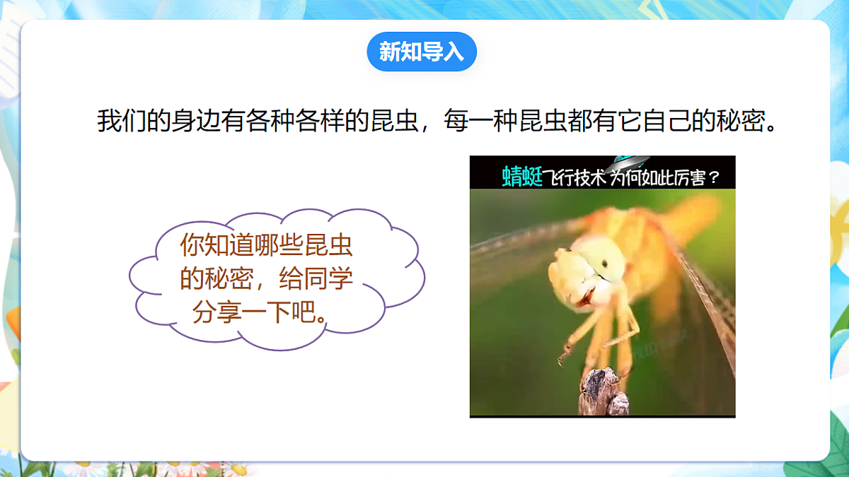 苏教版（2024）科学四下 3.11《探究昆虫的奥秘》 课件第3页