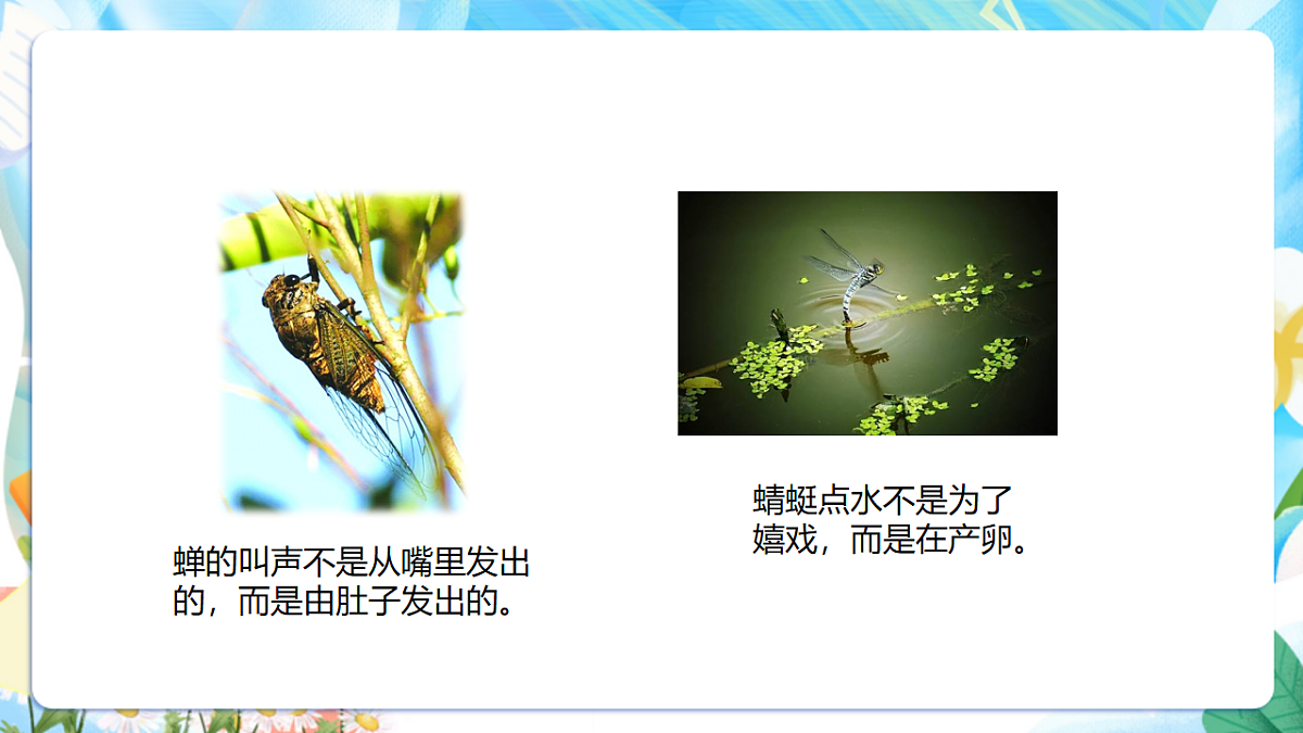 苏教版（2024）科学四下 3.11《探究昆虫的奥秘》 课件第4页