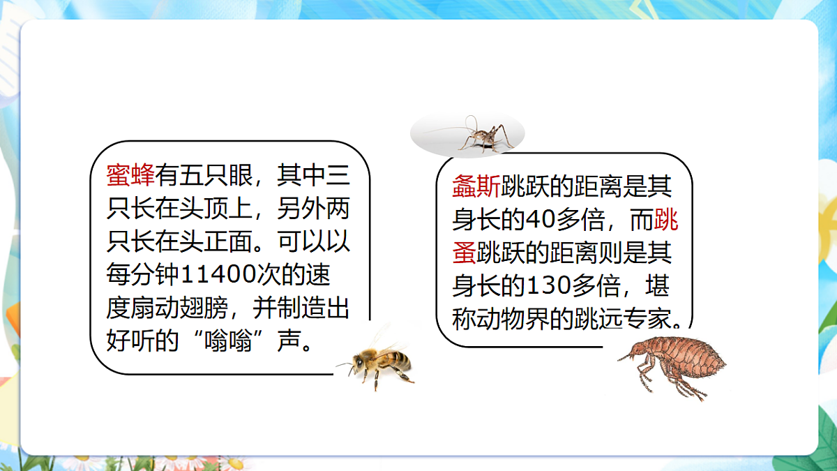 苏教版（2024）科学四下 3.11《探究昆虫的奥秘》 课件第5页
