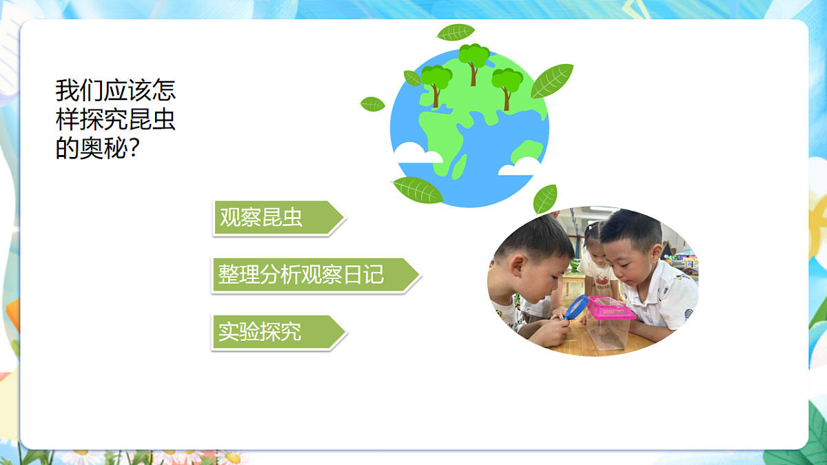 苏教版（2024）科学四下 3.11《探究昆虫的奥秘》 课件第6页