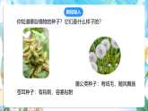 苏教版（2024）科学四下  4.12《用种子繁殖》  课件 +教案+单元整体设计