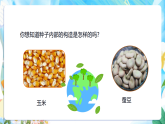 苏教版（2024）科学四下  4.12《用种子繁殖》  课件 +教案+单元整体设计
