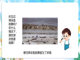 苏教版（2024）科学四下  4.14《动物的繁殖》  课件 +教案+单元整体设计