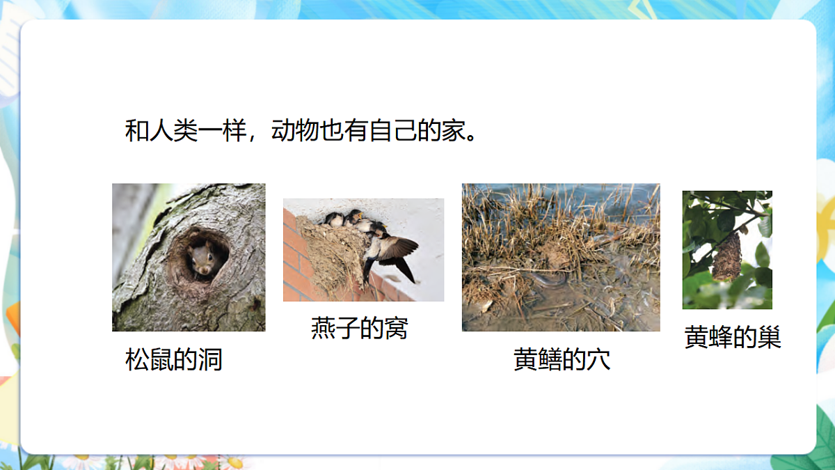 苏教版（2024）科学四下 5.16《动物的庇护所》 课件第4页