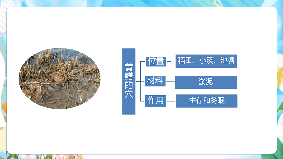 苏教版（2024）科学四下 5.16《动物的庇护所》 课件第7页