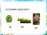 苏教版（2024）科学一下 4.11《多姿多彩的植物》课件 +教案+单元整体设计