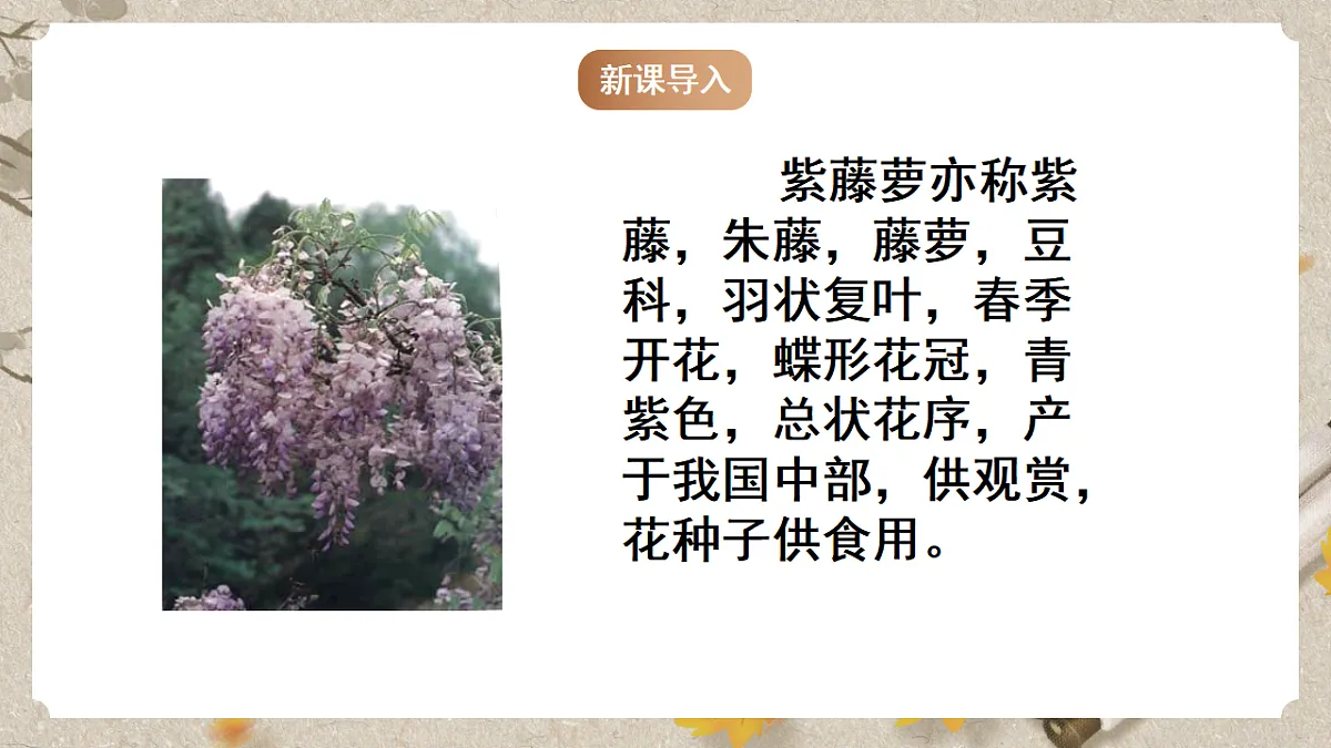 人教统编版语文七年级下册 1.19《紫藤萝瀑布》课件第5页
