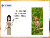 【教学评一体化】大象版三上科学  3.4《昆虫和鱼类》课件+教学设计表格式+单元整体教案