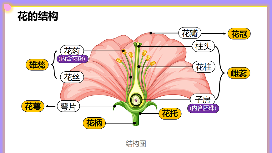 八下生物（人教版2024）6.1.2.1《植物的有性生殖》PPT第7页