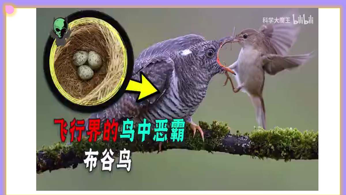 八下生物（人教版2024）6.1.2.3《动物的生殖（2）》PPT第7页