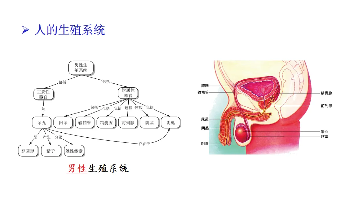 17557252第5页