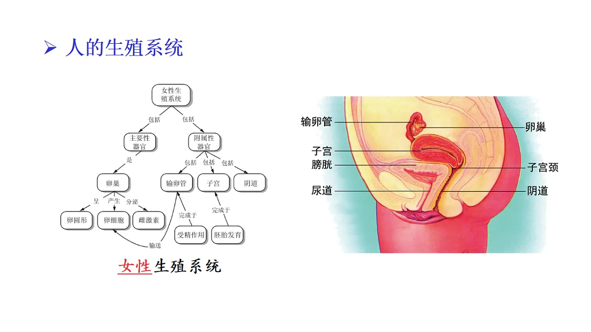 17557252第7页
