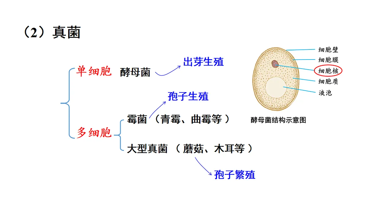 17557253第8页