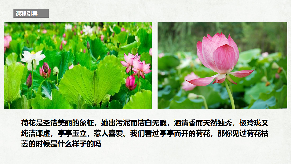 17557311第3页