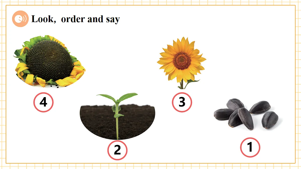 Unit 6 What's amazing about plants Period 3 Communicate 课件（共36张）第5页