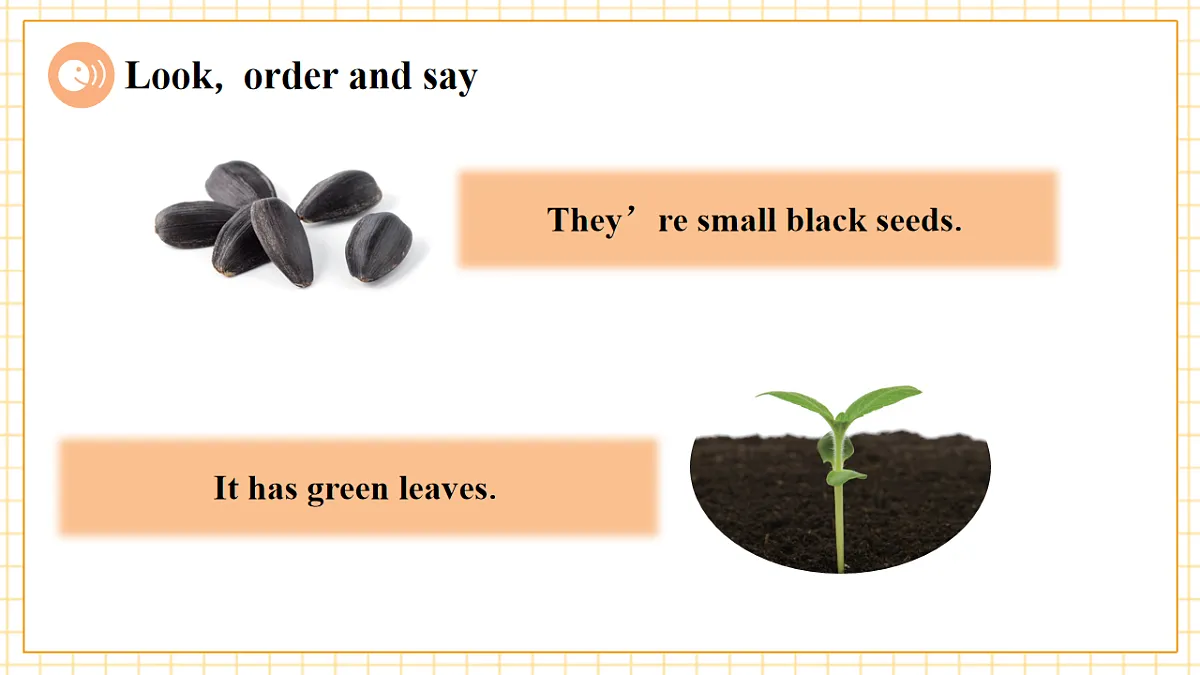 Unit 6 What's amazing about plants Period 3 Communicate 课件（共36张）第6页