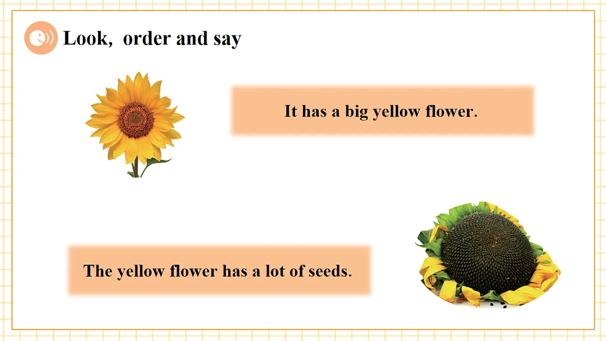 Unit 6 What's amazing about plants Period 3 Communicate 课件（共36张）第7页