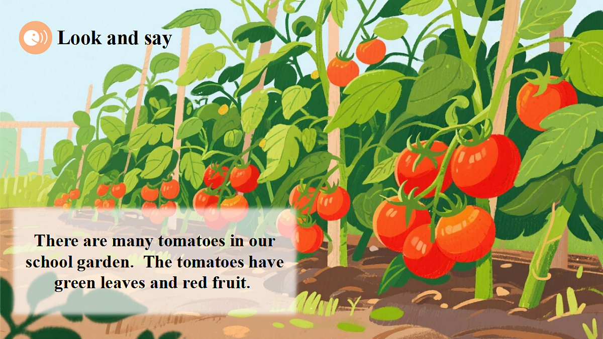 Unit 6 What's amazing about plants Period 4 Extend 课件（共34张）第5页