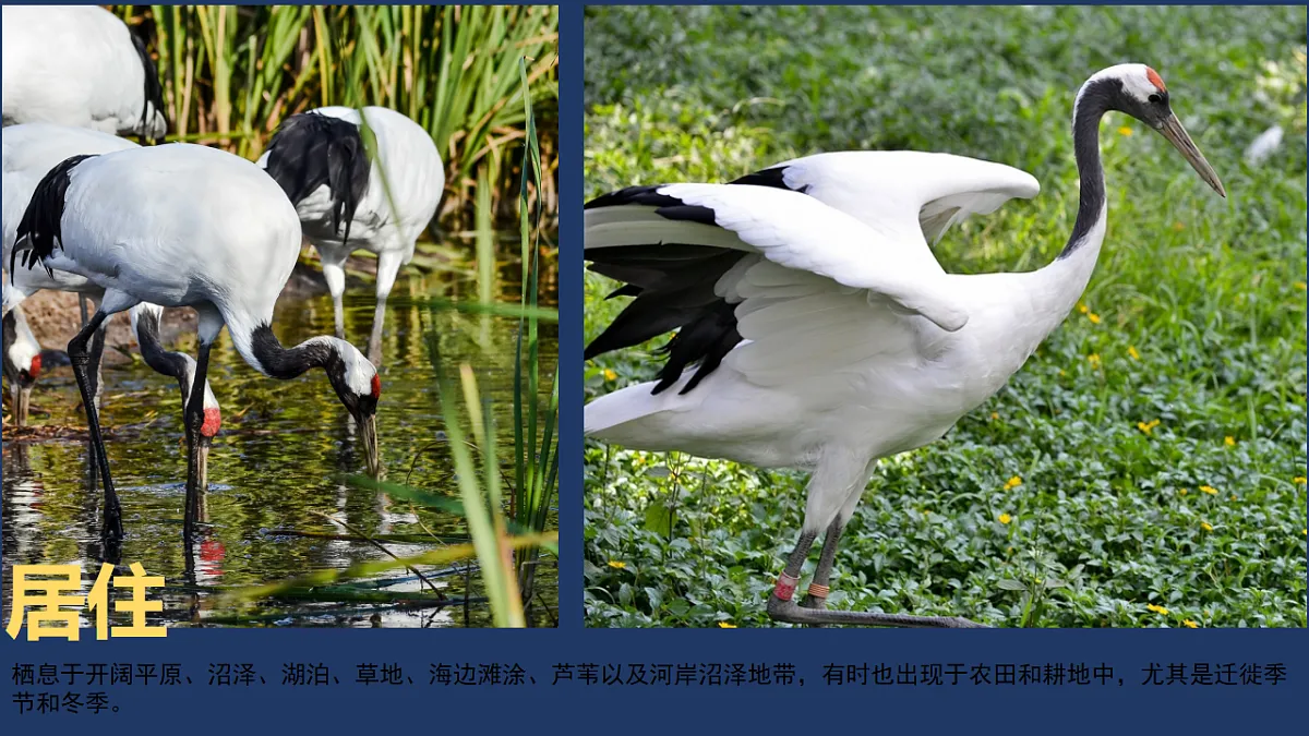 17567159第7页