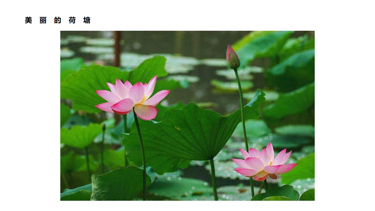 17567162第6页