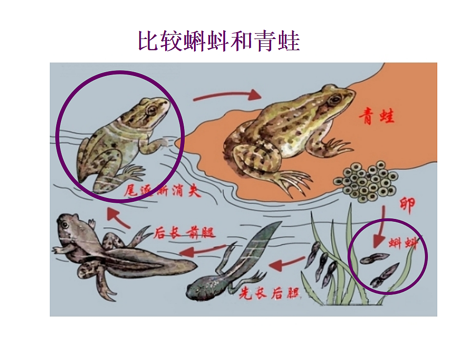 17571292第7页