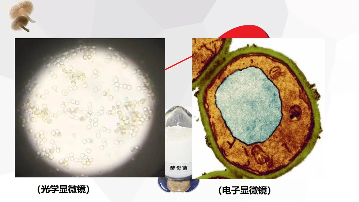 17571296第4页