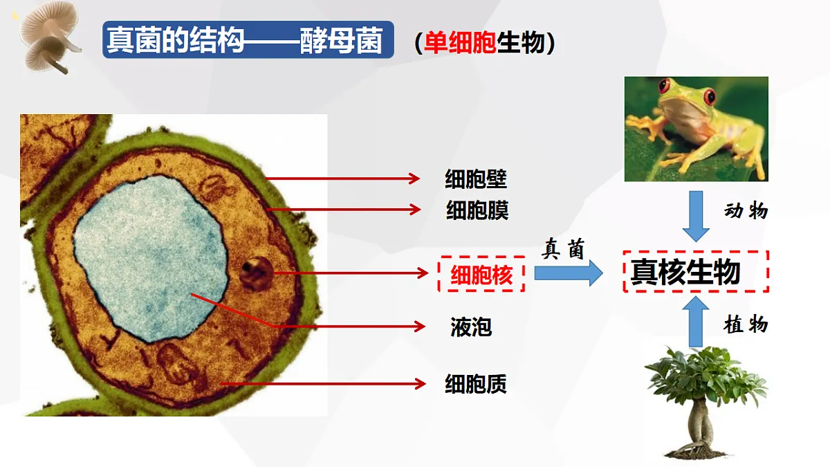 17571296第5页