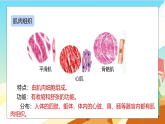 浙教版科学七下（2024）1.1《生物体的结构层次》（第3课时）课件+教案+练习+视频