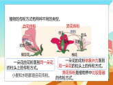 浙教版科学七下（2024）1.3《植物的生殖与发育》（第2课时）课件+教案+练习+视频