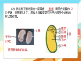 浙教版科学七下（2024）1.3《植物的生殖与发育》（第3课时）课件+教案+练习+视频
