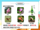 浙教版科学七下（2024）1.3《植物的生殖与发育》（第5课时）课件+教案+练习+视频