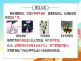 浙教版科学七下（2024）1.3《植物的生殖与发育》（第5课时）课件+教案+练习+视频
