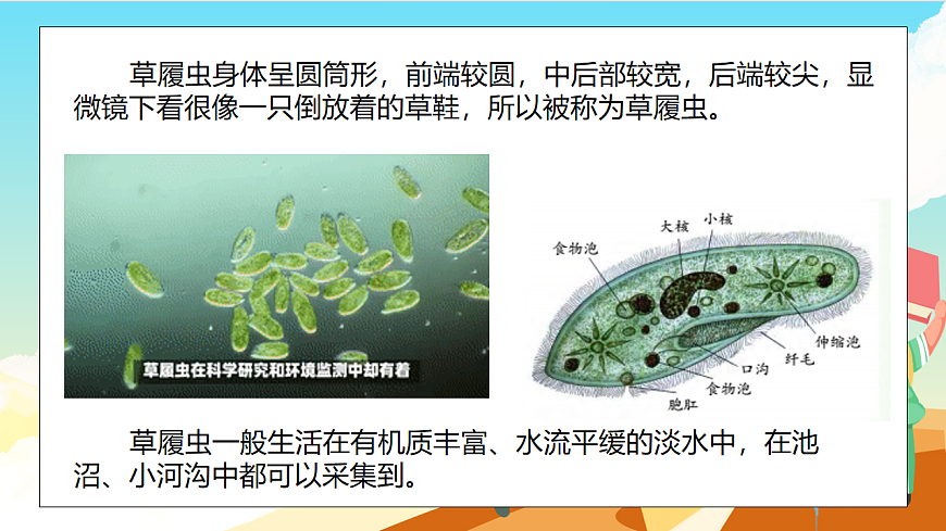 浙教版科学七下（2024）1.4《 微生物的结构与生殖》（第3课时）课件第8页