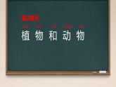 第4课 身边的植物 课件 2025-2026学年科学一年级下册粤教粤科版