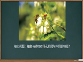 第4课 身边的植物 课件 2025-2026学年科学一年级下册粤教粤科版