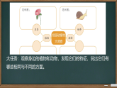 第4课 身边的植物 课件 2025-2026学年科学一年级下册粤教粤科版