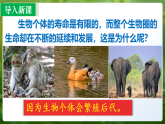 人教版（2024）生物八年级下册 6.2.1 基因与生物性状的关系（课件+教案）